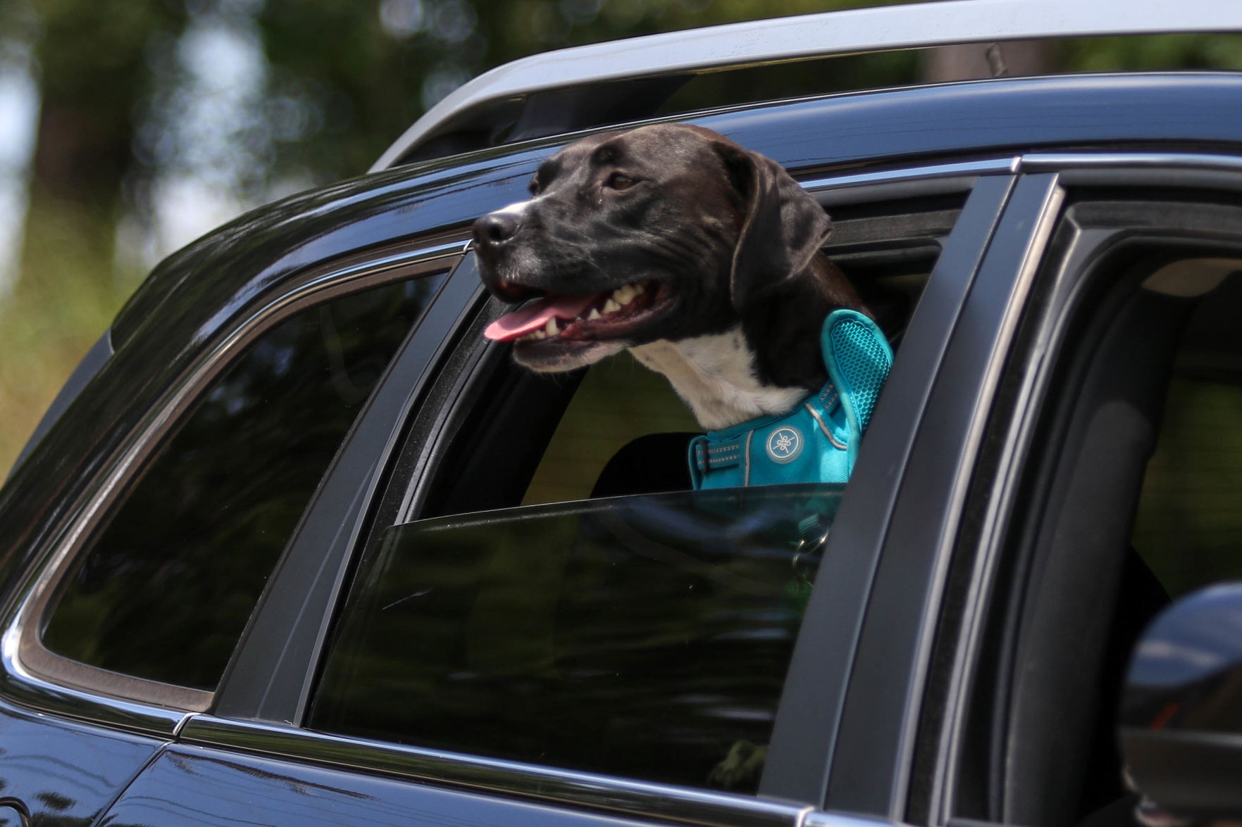 Car parade for Oak Park Nursing Home and Independent Living Community residents
